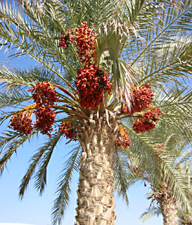 Date Palm 