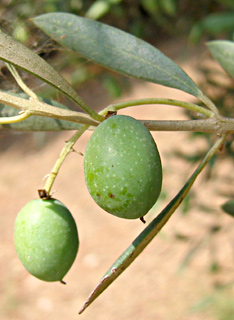 זית  אירופי