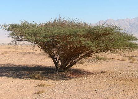 Acacia  