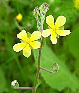 Willow-leaved rock-rose 