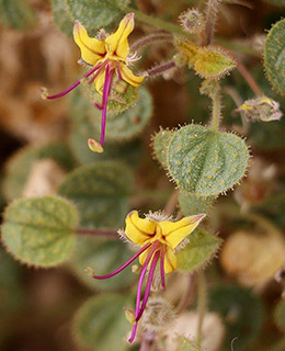 Spider flower 