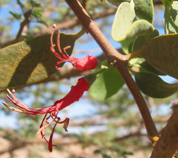 Acacia Strap Flower 