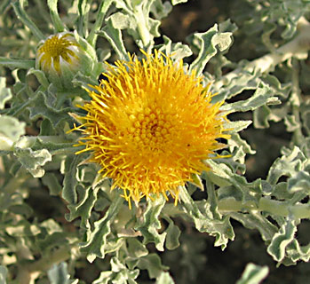 Arabian Oxeye 