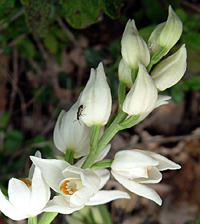 Long-leaf Helleborine 