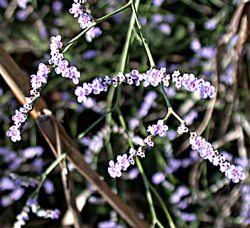 Swamp Sea-Lavender 