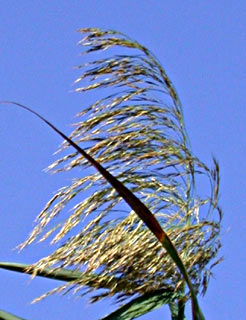 Common Reed 