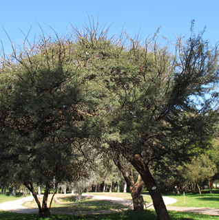 שיטה אריולובה