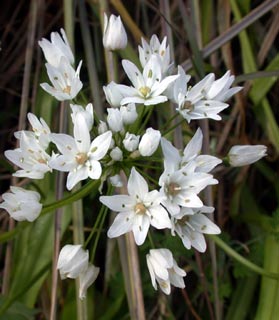 Naples Garlic 