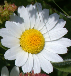 Israel's Chamomile 