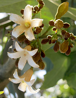 ברכיכיטון אוסטרלי