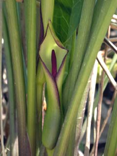 Green Arum 