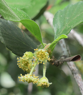 צרקוקרפוס טרסקיי