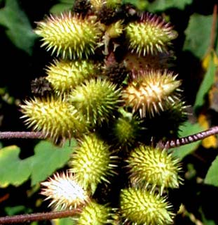 Burweed, Cocklebur, Sheepbur 