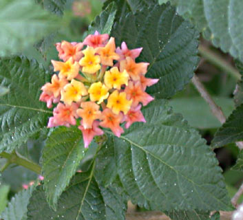 Lantana, Spanish Flag 