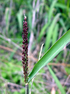 Aleppo Millet Grass 