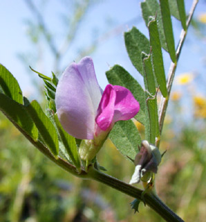 Common Vetch, Lints, Tare 