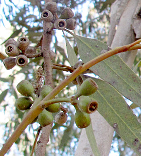 איקליפטוס שיחי