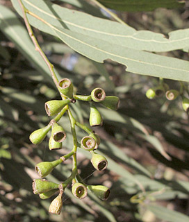 איקליפטוס מאוגד