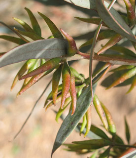 איקליפטוס גרדנרי