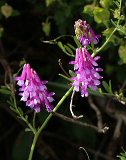 Winter Vetch 