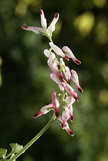 Ramping Fumitory 