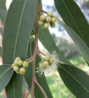 איקליפטוס פרופינקוה