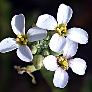 Sea Rocket 