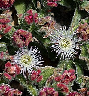 Ice Plant, Diamond Ficoides 