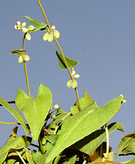 Black Bindweed 