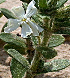 Silene succulenta