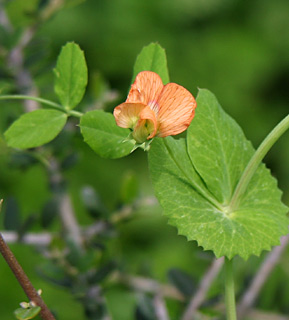 Yellow Wild Pea 