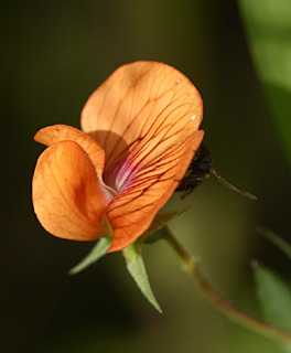 Ciliate Vetchling 