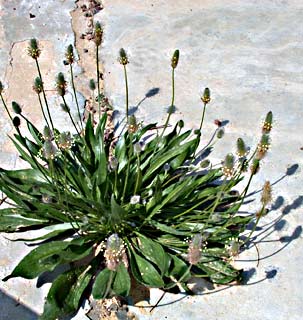 Ribwort Plantain 