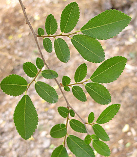 Chinese Elm 