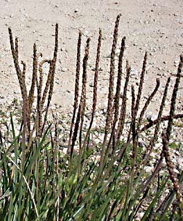 Sea Plantain 