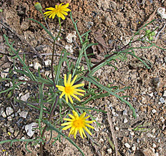 Jaffa Groundsel 