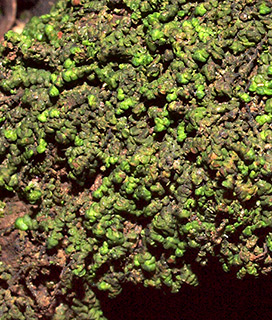 Frullania  dilatata