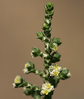 Gnidium, Shaggy Sparrow-Wort 