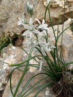 Herod's star of Betlehem 