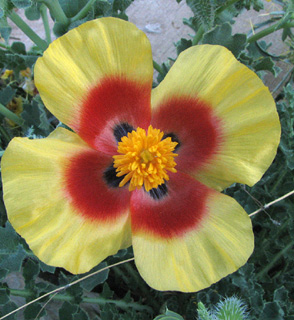 Mountain Horned-poppy 