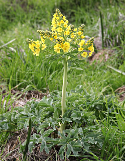 Lion's foot 