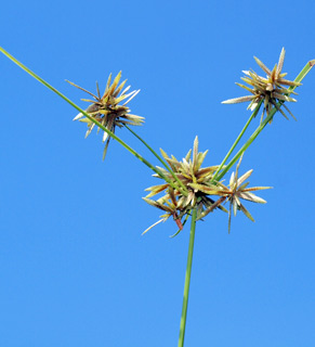 Yellow flatsedge 