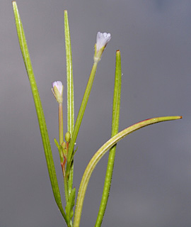 Willowherb 