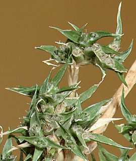 Modest Prickle Grass  