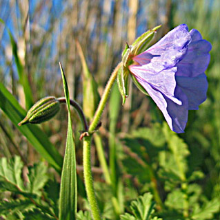 Great stork's bill 