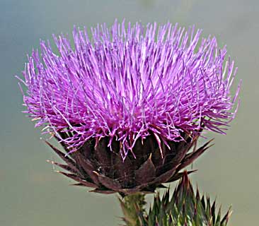 Artichoke Cotton-thistle 