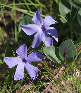 Herbaceous Periwinkle 