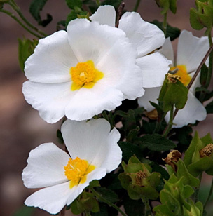 Sage-Leaved Rock Rose 