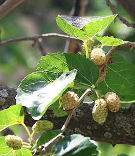 White mulberry 