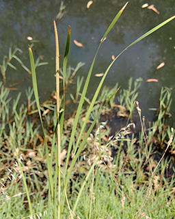 Narrow leaf Cattail 